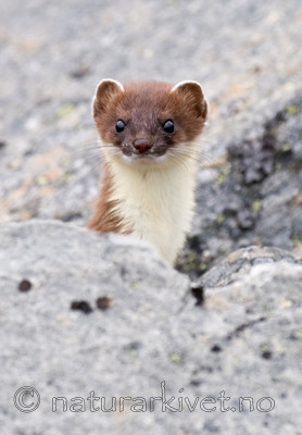 BB 11 0312 / Mustela erminea / Røyskatt